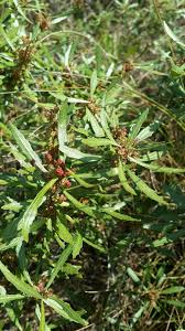 Image result for Myricaceae