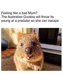 The Australian Quokka Will Throw Its Young At A Predator So She Can Escape Bad Mums Funny Koala Monkeys Funny
