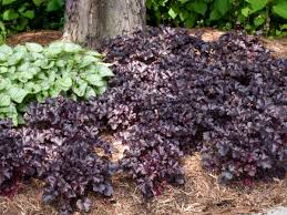 Purple is a beautiful color. 20 Pink Perennials Walters Gardens Inc