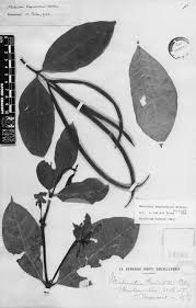 Image result for Malouetia bequaertiana
