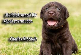 kopekler ile ilgili sozler guzelsozler guzelsozler anlamlisozler anlamlisozler sozler sozler alinti alinti ozdeyisler kopek sevimli kopekler fotograf