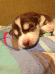 Newborn Husky Puppy Newborn Puppies Puppies Siberian Husky
