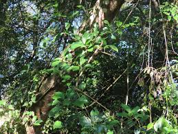 Image result for Scepocarpus