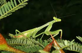 Organisms Of The Rainforest The Amazon Rainforest