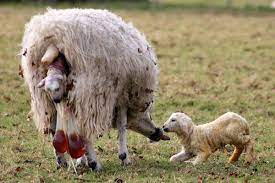Do Animals Go Through Menstrual Cycles Too Steemkr