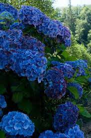 Royal blue rose, white hydrangea, dahlia, eucalyptus, juniper vector design frame. Deep Dark Blue Hydrangea Wedding Flowers Dark Blue Hydrangea Plants Blue Hydrangea Wedding