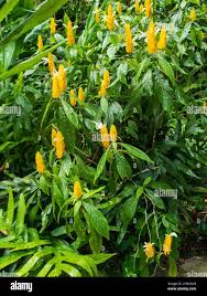 Image result for Pachystachys