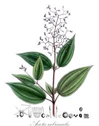 Image result for Ochthocharis dicellandroides