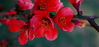 Fall sow seeds extremely showy bright red flowers absolutely cover the plant in spring before the foliage appears. 10 Activities For February Landscape Design Secrets Magical Flowering Quince