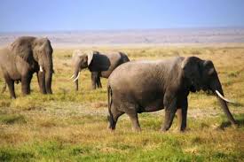 Choose from 353 safaris with 384 tour reviews. Erleben Sie Mit Safari Tours Eine Abenteuerliche Kenia Safari