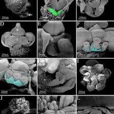 Image result for Monadenium filiforme