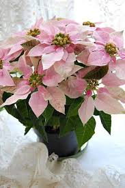 Pin On Die Poinsettie Als Topfpflanze