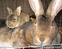 Weaning Rabbits Minimize Stress At Weaning Time For Baby Rabbits
