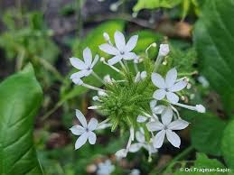 Image result for Plumbago zeylanica