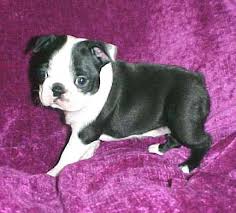 Check out these rescue organizations for possible boston terrier puppies for sale or adoption in minnesota, mn. Doc S Boston Terriers Puppies