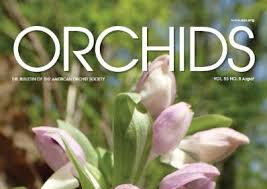 Image result for Diaphananthe odoratissima