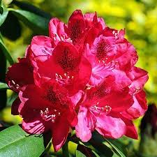Red Rhododendron Shrub Amazing Flowers Photos Shrubs Rhododendron