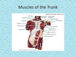 These important muscles control many motions that involve moving the arms and head — such as throwing a ball, looking up at the sky, and raising your hand. Anatomical Model Labeled Ppt Download