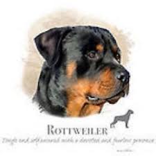 Details About Rottweiler Robinson Pick Your Size T Shirt Youth Small 6 X Large