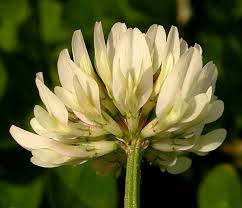 Image result for Trifolium