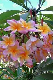 Pin On Plumeria Sứ đại