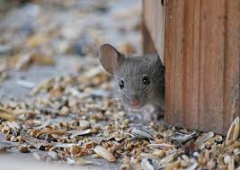 Maus im haus 29 lehrer: Haus Maus Foto Bild Tiere Natur Bilder Auf Fotocommunity