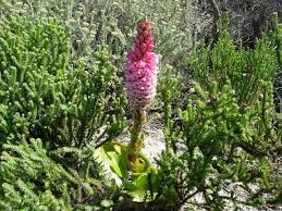 Image result for Satyrium trinerve