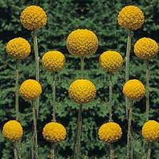 Billy Buttons Flower Of Scotland Best Flower Wallpaper