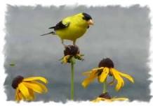 Sun Ray Library-Battle Creek Regional Park Bird Walk