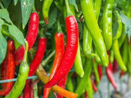 Had we been able to tolerate biting into some really hot chillies, it's possible during that time nearly 5,000 of them had died. Green Chilli Or Red Chilli Which One Is Healthier The Times Of India