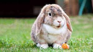 Un coniglio nano adulto deve pesare tra 1 e 2 kg. Vivi Con Un Coniglio Nano Ecco Cosa Dovrebbe Mangiare