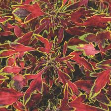 Image result for Coleus zombensis
