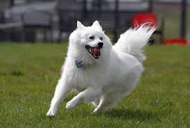 Maybe you would like to learn more about one of these? 37 Best White Dog Breeds Small Fluffy Big White Dogs