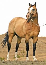Buckskin qh mare lace 14yo approx 15hh. Open Box Rafter Ranch