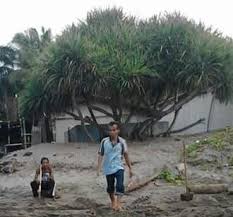 We did not find results for: Inilah Metamaforsis Daun Pandan Berduri Hingga Berubah Menjadi Nilai Seni Artistik Berikut Pembahasannya Steemit