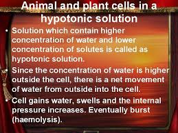 It has a strong cell wall, which prevents that from occurring. The Effects Of Hypotonic Hypertonic And Isotonic Solution