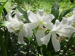 Image result for Crinum harmsii