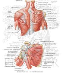 The superficial back muscles are the muscles found just under the skin. Muscles Back And Scapula Region