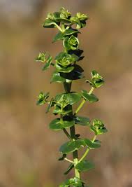 Image result for Sebaea