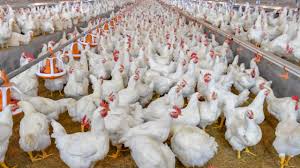 Whatever difference you can notice is due to the health and diet of the chicken, and not of its color. The Genetically Modified Chicken How We Have Altered Broiler Chickens For Profit One Green Planet