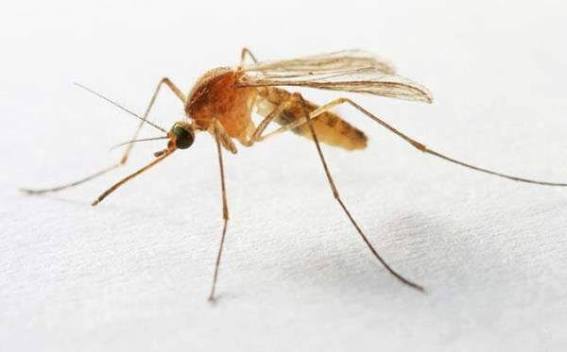 Mosquitoes | Insect Facts | ADAMS™