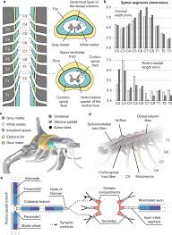 The gray matter is made up of neuroglia cells and neuron cell bodies. Recruitment Of Upper Limb Motoneurons With Epidural Electrical Stimulation Of The Cervical Spinal Cord Nature Communications