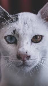 adorable cat pictures download free images on unsplash grey and white cat kitten images cute cats