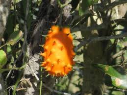 Image result for Cucumis aetheocarpus