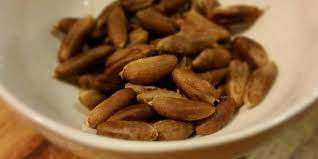 Jangan buang biji kurma karena biji tsb bisa kita semai menjadi bibit pohon manfaat kopi biji kurma bagi kesehatan : Jangan Buang Inilah Khasiat Biji Kurma Yang Ramai Tidak Tahu