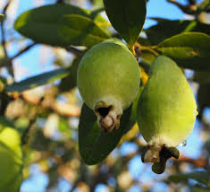 Le Feijoa A Voir Et A Manger Jardins De France