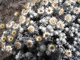 Image result for Helichrysum nitens