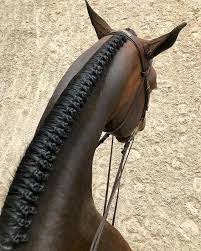 Hugo Alessandro On Twitter Horse Braiding Show Horses Horse Mane Braids