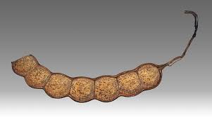 Image result for Entada bacillaris