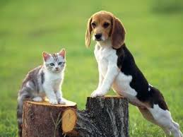 Fabuleuse Animaux Et Oiseaux Chiot Beagle Chien Beagle